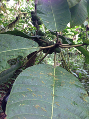 Ficus macbridei image