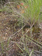 Lomatium simplex
