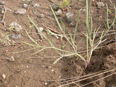 Lomatium simplex