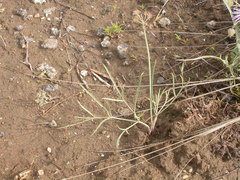 Lomatium simplex