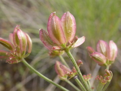 Lomatium simplex
