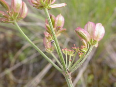 Lomatium simplex