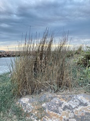 Asphodelus fistulosus