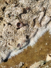 Salmacina tribranchiata