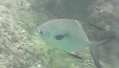 Trachinotus falcatus