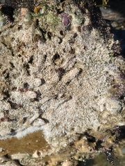 Salmacina tribranchiata