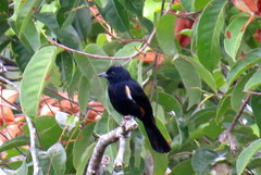 Tachyphonus surinamus