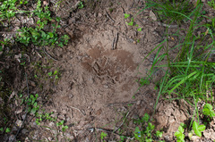 Tetrao urogallus