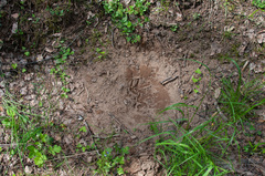 Tetrao urogallus