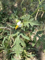 Solanum sisymbriifolium
