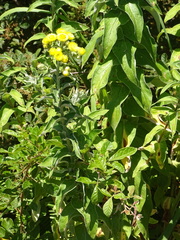 Helichrysum foetidum