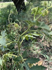 Solanum sisymbriifolium