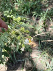 Solanum sisymbriifolium