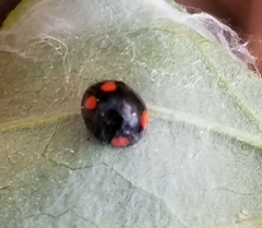 Brachiacantha quadripunctata quadripunctata