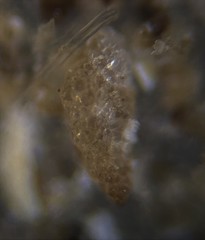 Textularia