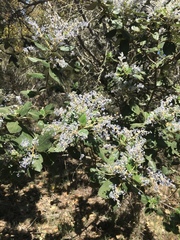 Ceanothus arboreus