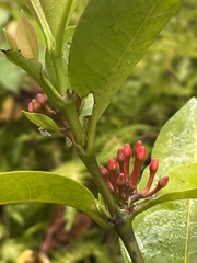 Ixora ferrea