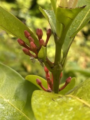 Ixora ferrea