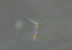 Corethron