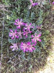 Astragalus shortianus