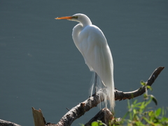 Ardea alba