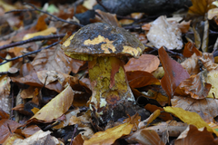 Neoboletus erythropus