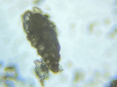 Textularia