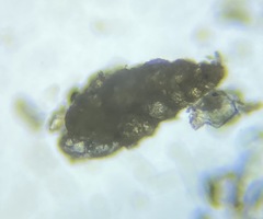 Textularia