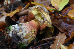 Neoboletus erythropus