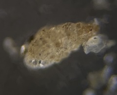 Textularia