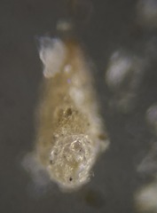 Textularia