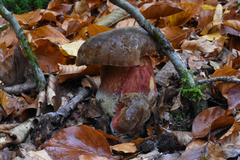 Neoboletus erythropus