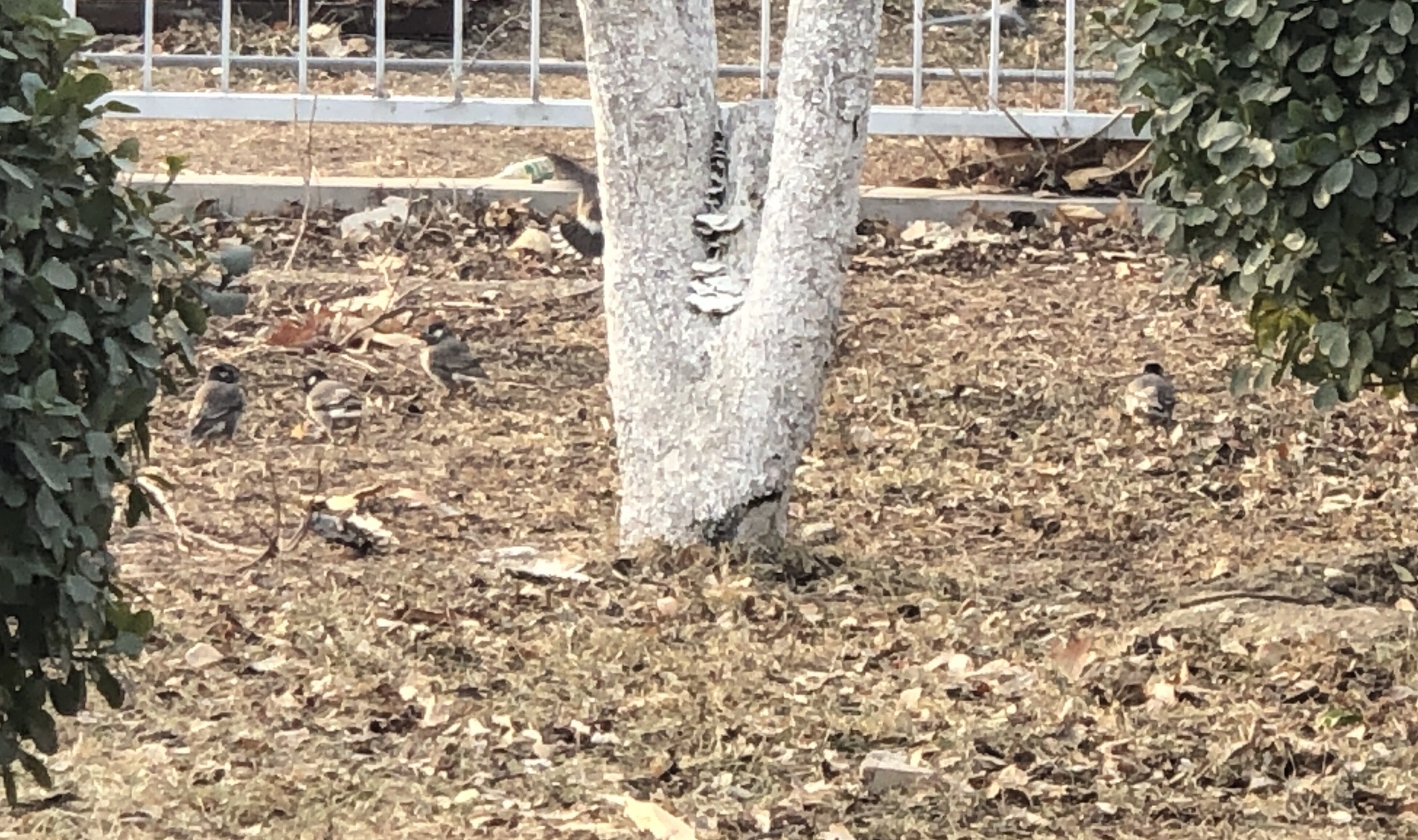 White-cheeked Starling