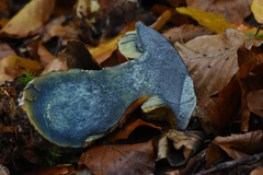 Neoboletus erythropus
