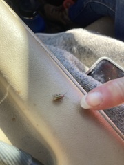 Disonycha leptolineata