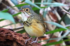 Hylopezus macularius