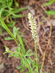 Hermbstaedtia odorata