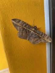 Hemeroblemma ochrolinea