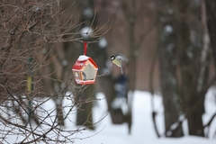 Parus major