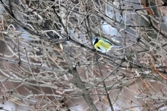 Cyanistes caeruleus