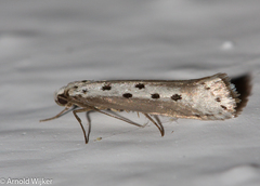 Ethmia terminella