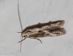 Blastodacna atra