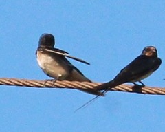 Hirundo rustica rustica