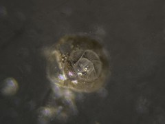 Alabaminella weddellensis