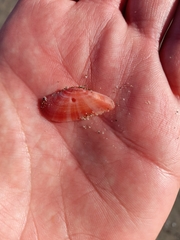 Moerella pulchella