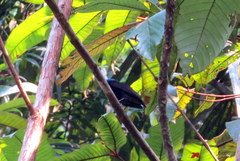 Lepidothrix coronata