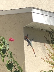 Agama picticauda image