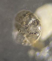 Alabaminella weddellensis