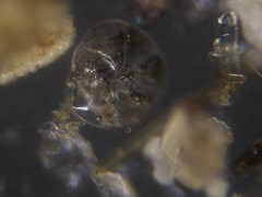 Alabaminella weddellensis