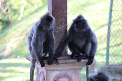 Trachypithecus selangorensis